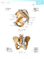 Sobotta  Atlas of Human Anatomy  Trunk, Viscera,Lower Limb Volume2 2006, page 272